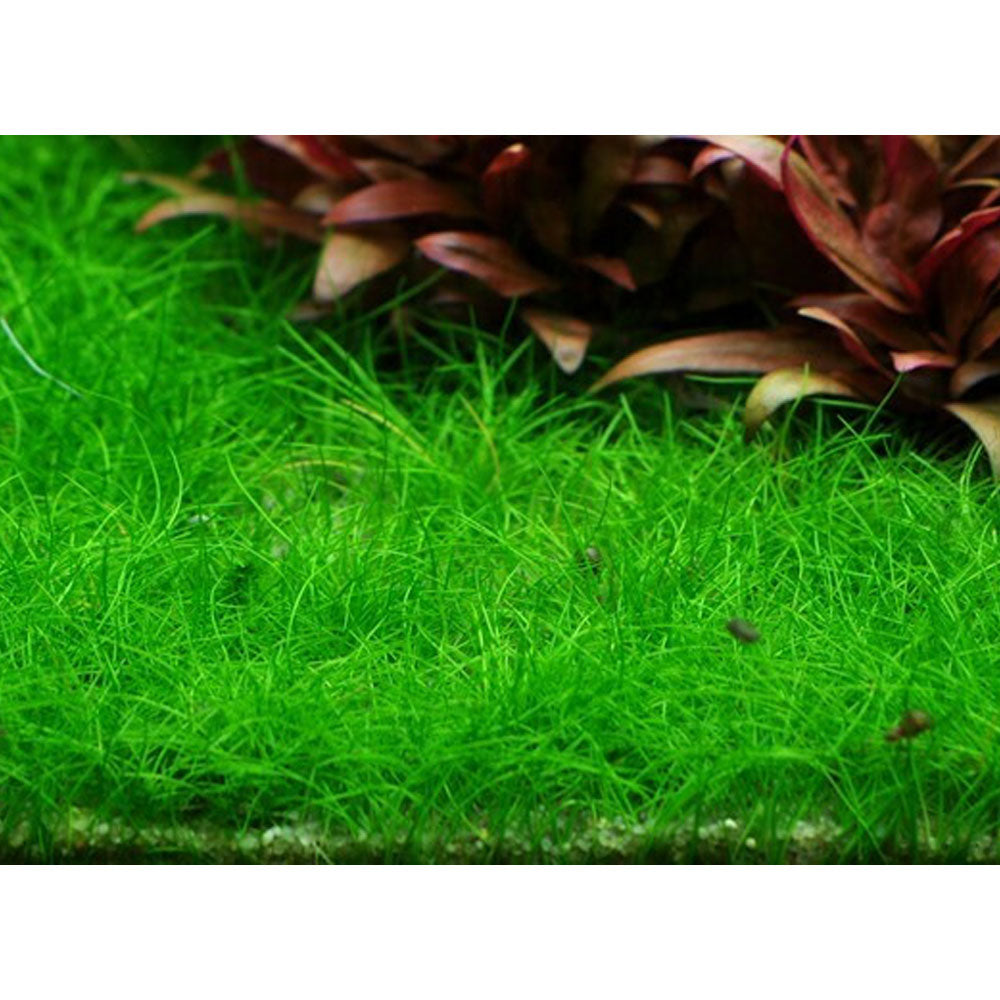 Eleocharis pusilla 'Mini' 1-2-Grow 132B TC (Dwarf Hair Grass) | Tissue Cultures | Largest Tropical Fish Selection at Your Local Fish Store