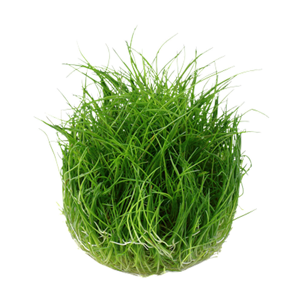 Eleocharis pusilla 'Mini' 1-2-Grow 132B TC (Dwarf Hair Grass) | Tissue Cultures | Largest Tropical Fish Selection at Your Local Fish Store