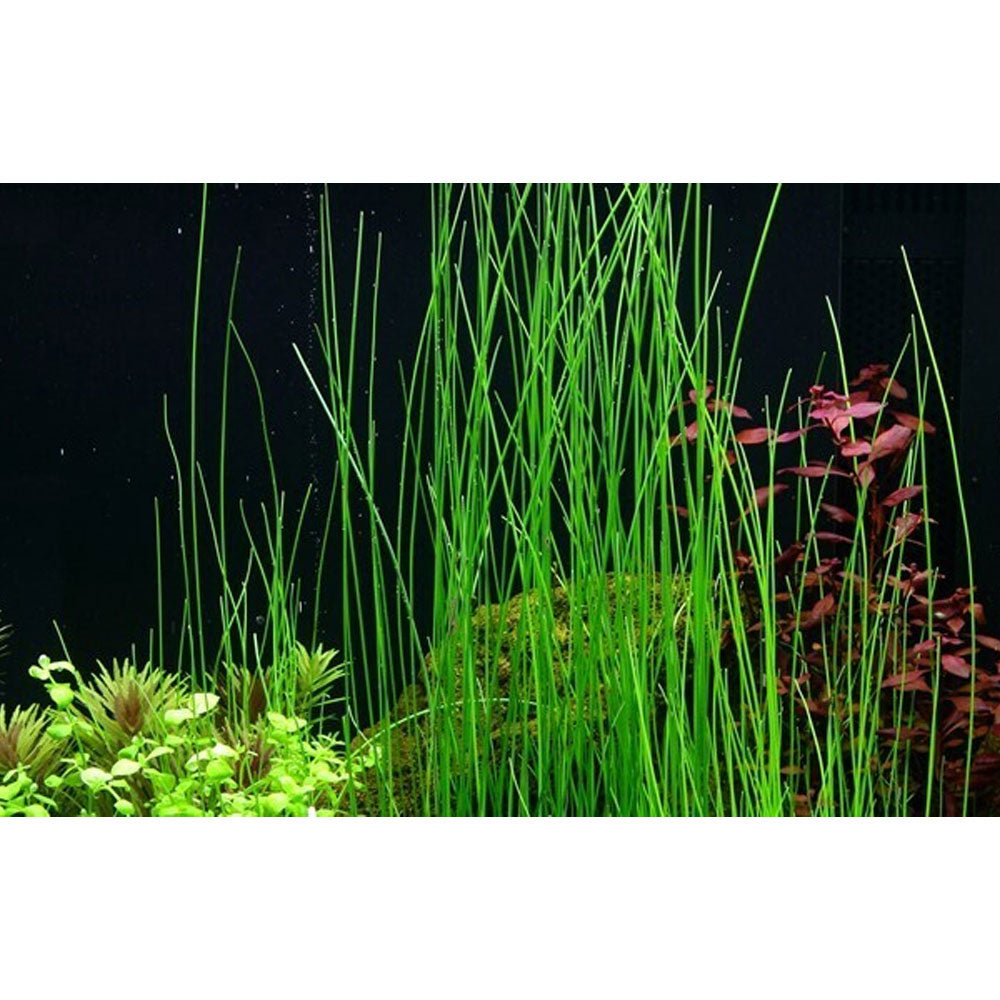 Eleocharis montevidensis potted 132D | Potted Plants | Largest Tropical Fish Selection at Your Local Fish Store