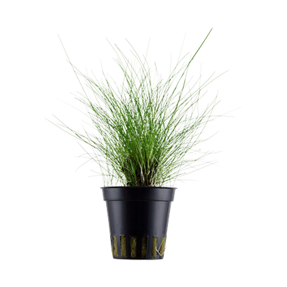 Eleocharis parvula potted 132C | Potted Plants | Largest Tropical Fish Selection at Your Local Fish Store