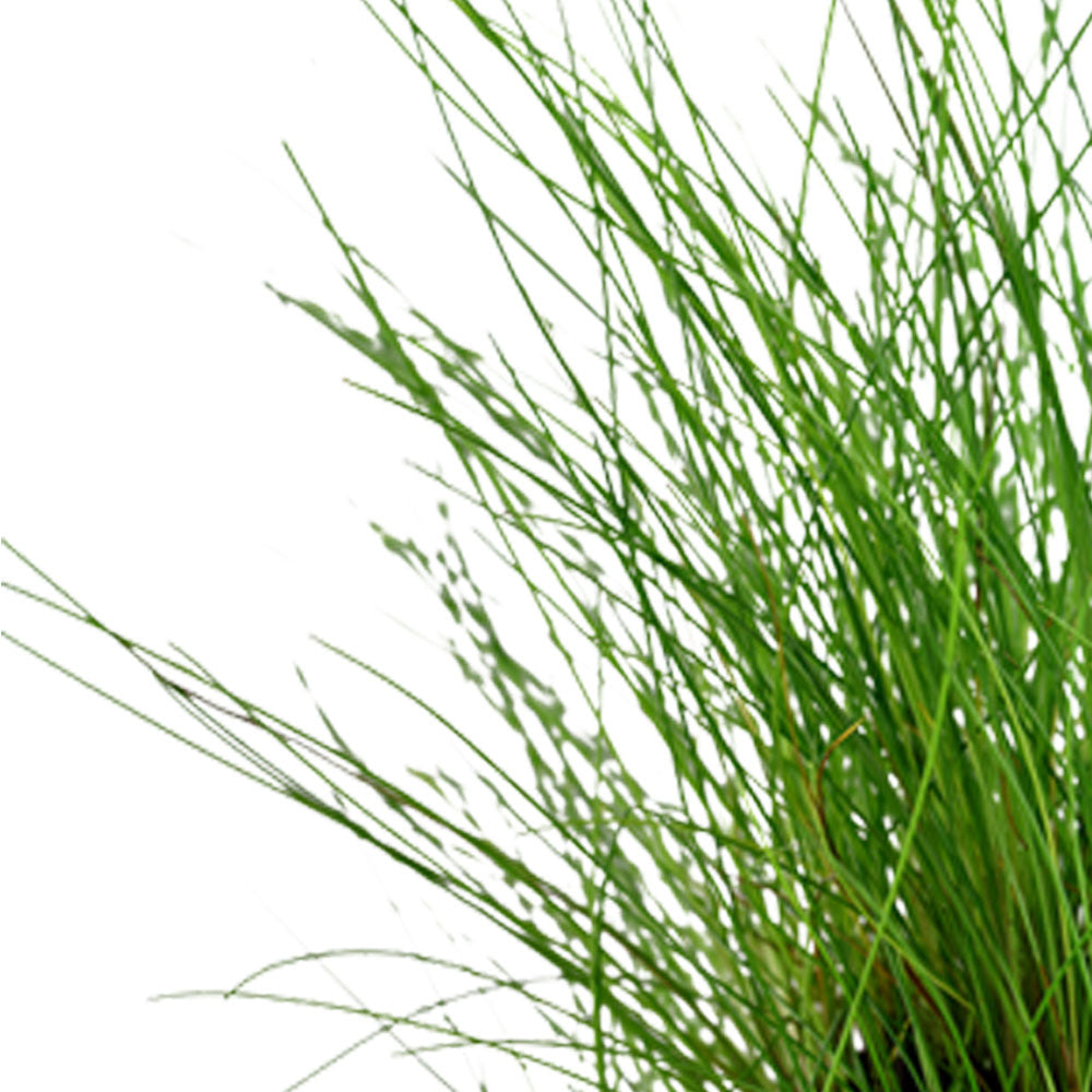 Eleocharis parvula potted 132C | Potted Plants | Largest Tropical Fish Selection at Your Local Fish Store