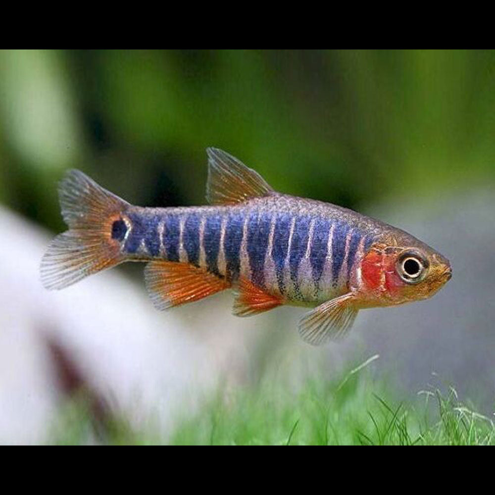 Emerald Dwarf Rasbora (Danio erythromicron) | Tetras Rasboras & Pencilfish | Largest Tropical Fish Selection at Your Local Fish Store