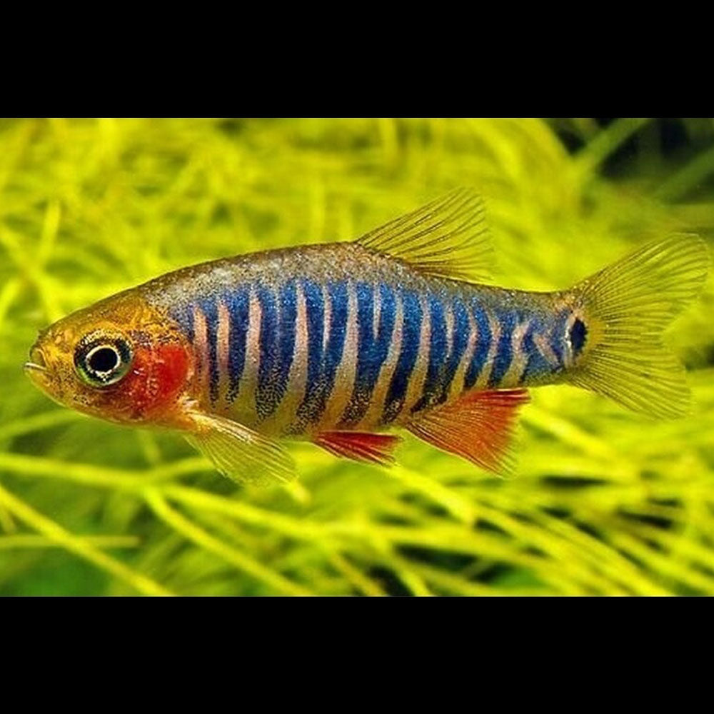 Emerald Dwarf Rasbora (Danio erythromicron) | Tetras Rasboras & Pencilfish | Largest Tropical Fish Selection at Your Local Fish Store