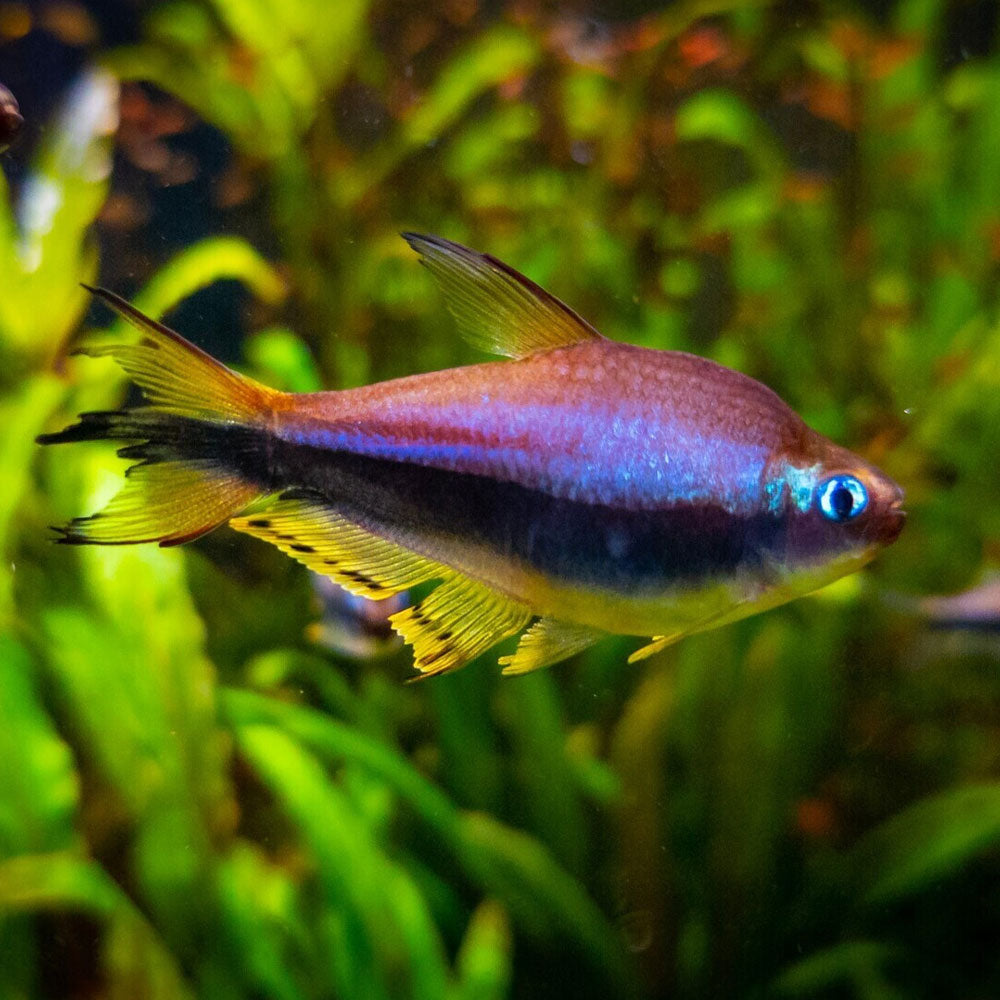 Emperor Tetra 2-3 cm | Tetras Rasboras & Pencilfish | Largest Tropical Fish Selection at Your Local Fish Store