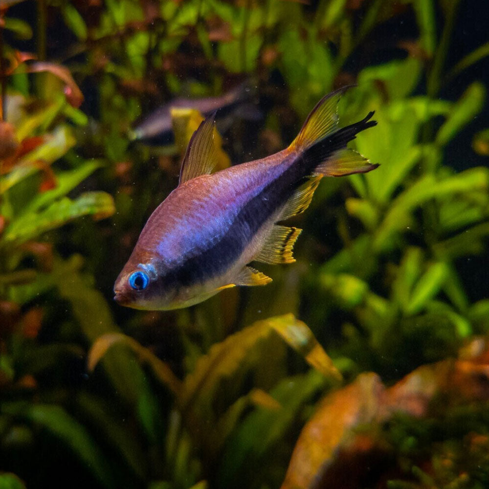 Emperor Tetra 2-3 cm | Tetras Rasboras & Pencilfish | Largest Tropical Fish Selection at Your Local Fish Store