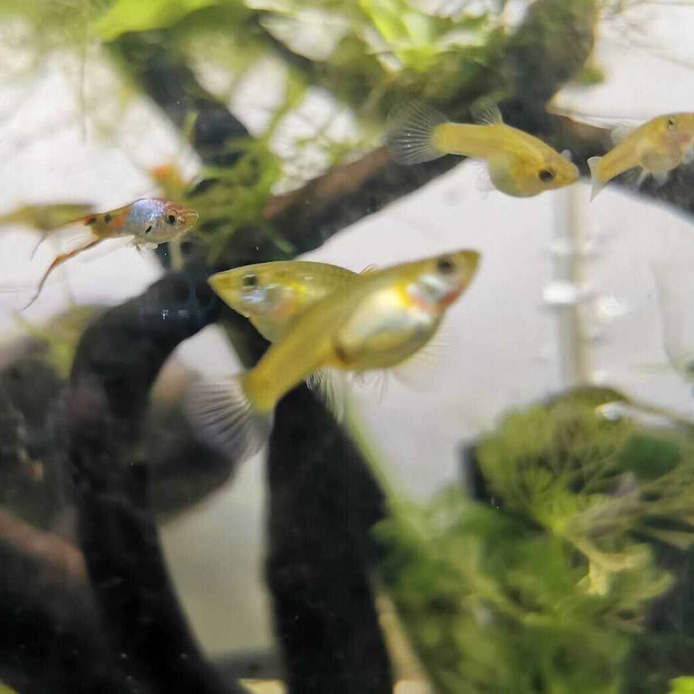 Endler Female (Assorted) | Livebearers | Largest Tropical Fish Selection at Your Local Fish Store
