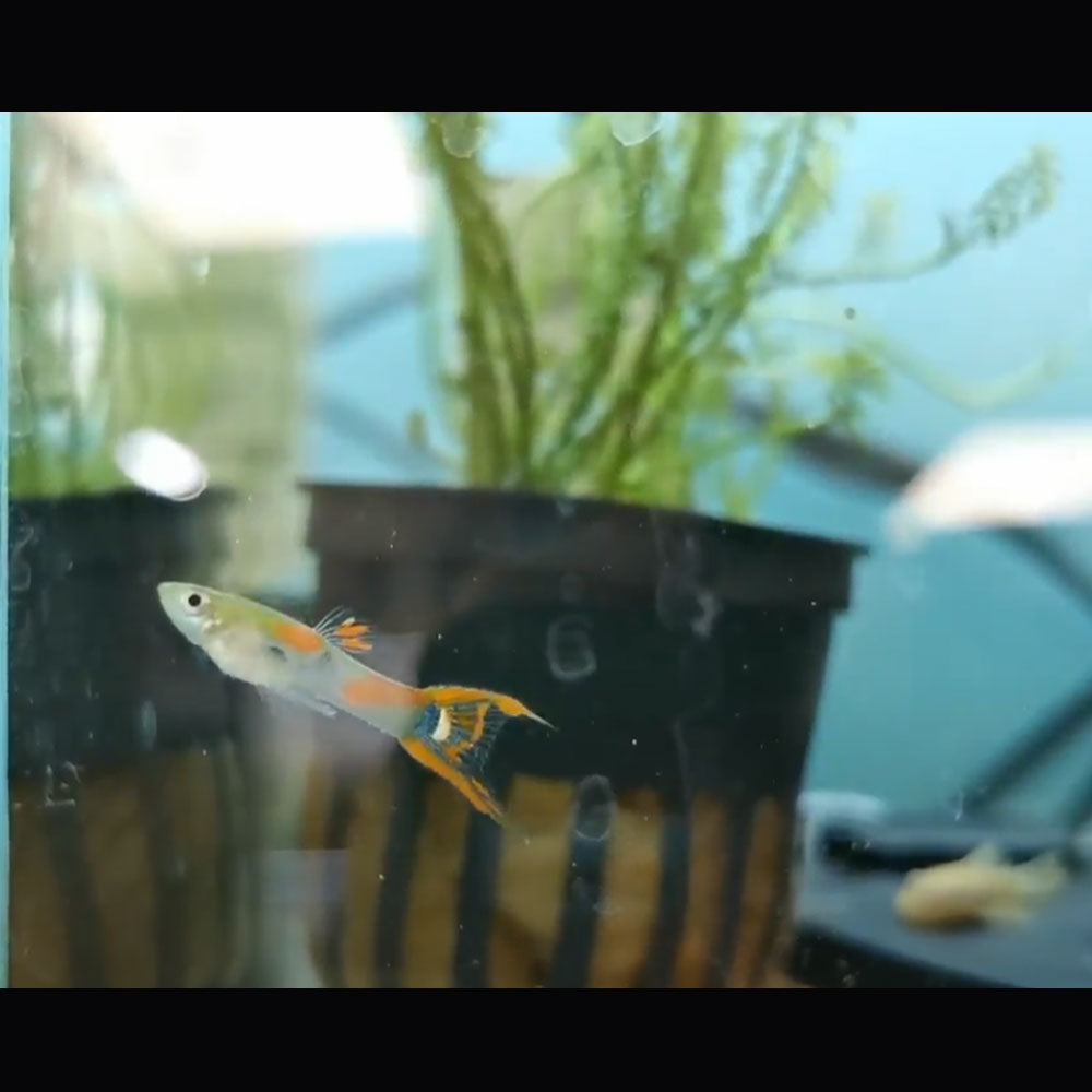 Endler Male (Assorted) | Livebearers | Largest Tropical Fish Selection at Your Local Fish Store