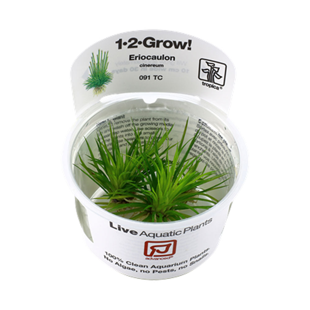 Eriocaulon cinereum polaris 1-2-Grow 091 TC | Tissue Cultures | Largest Tropical Fish Selection at Your Local Fish Store