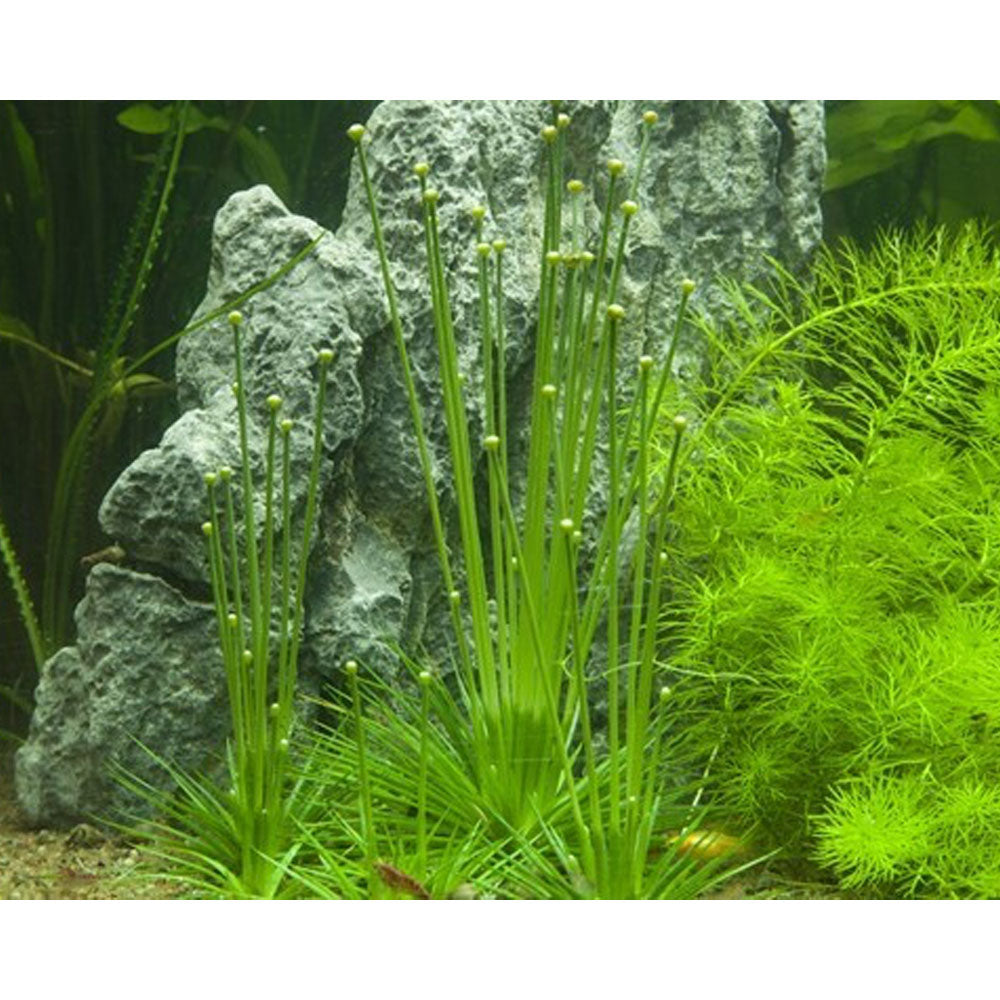 Eriocaulon cinereum polaris 1-2-Grow 091 TC | Tissue Cultures | Largest Tropical Fish Selection at Your Local Fish Store