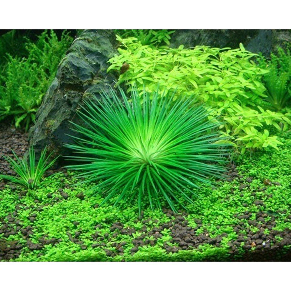 Eriocaulon cinereum polaris 1-2-Grow 091 TC | Tissue Cultures | Largest Tropical Fish Selection at Your Local Fish Store