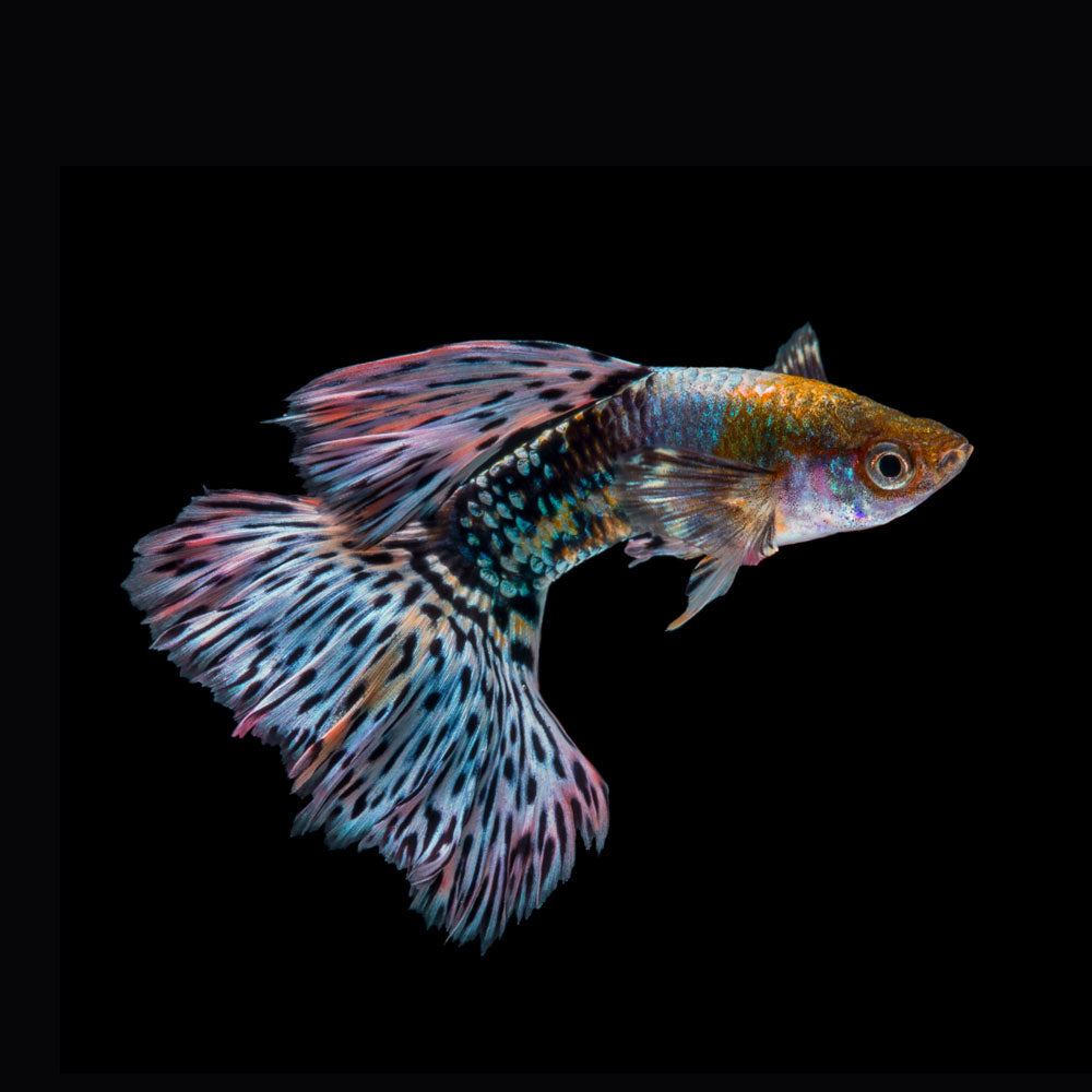 Fancy Guppy Male Assorted (Poecilia reticulata) | Livebearers | Largest Tropical Fish Selection at Your Local Fish Store