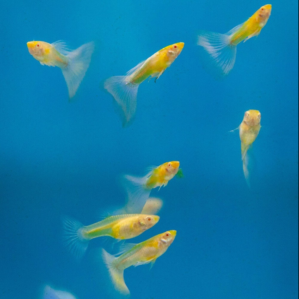 Fancy Guppy Pair Albino Blue Tail | Livebearers | Largest Tropical Fish Selection at Your Local Fish Store