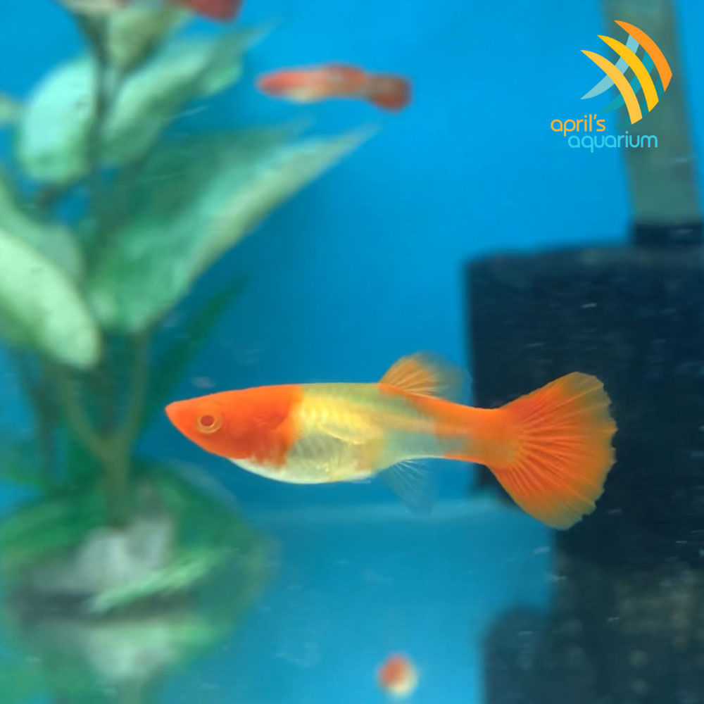 Fancy Guppy Pair Albino Red Koi | Livebearers | Largest Tropical Fish Selection at Your Local Fish Store