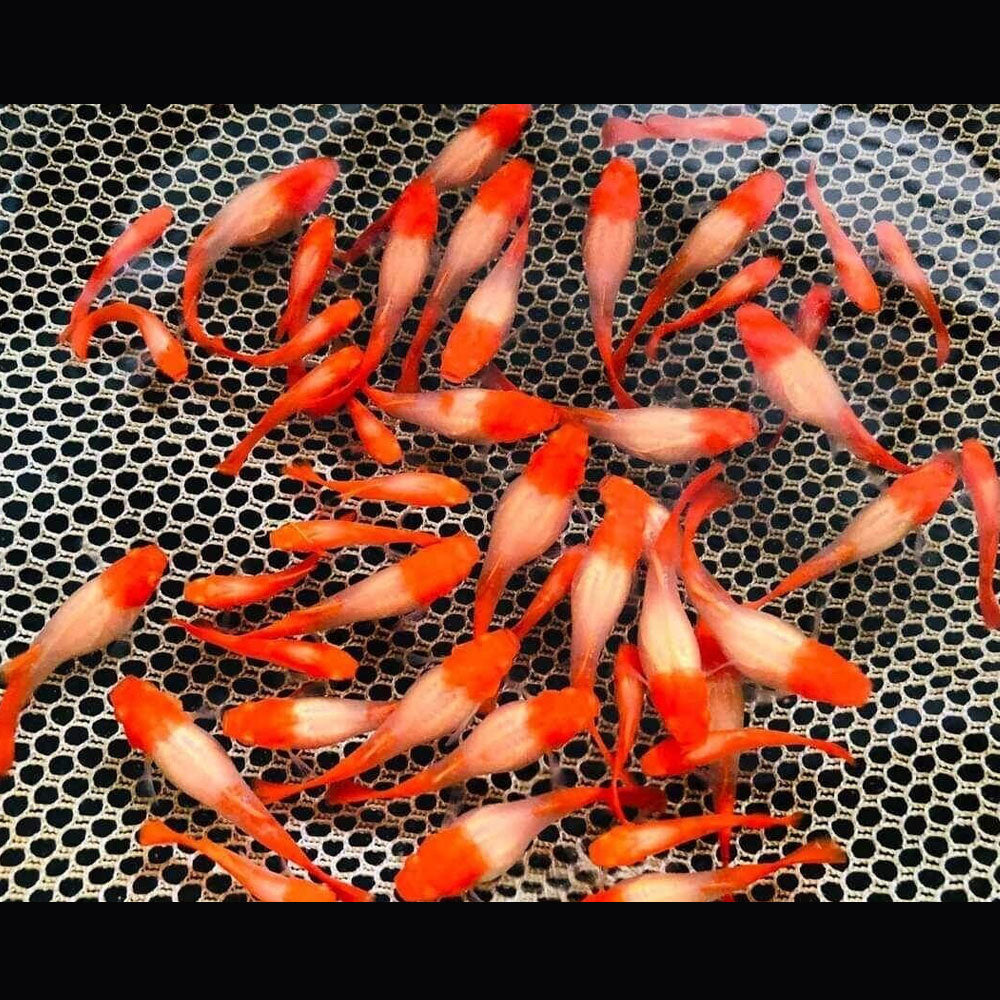 Fancy Guppy Pair Albino Red Koi | Livebearers | Largest Tropical Fish Selection at Your Local Fish Store