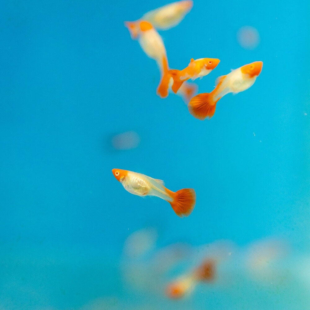 Fancy Guppy Pair Albino Red Koi | Livebearers | Largest Tropical Fish Selection at Your Local Fish Store