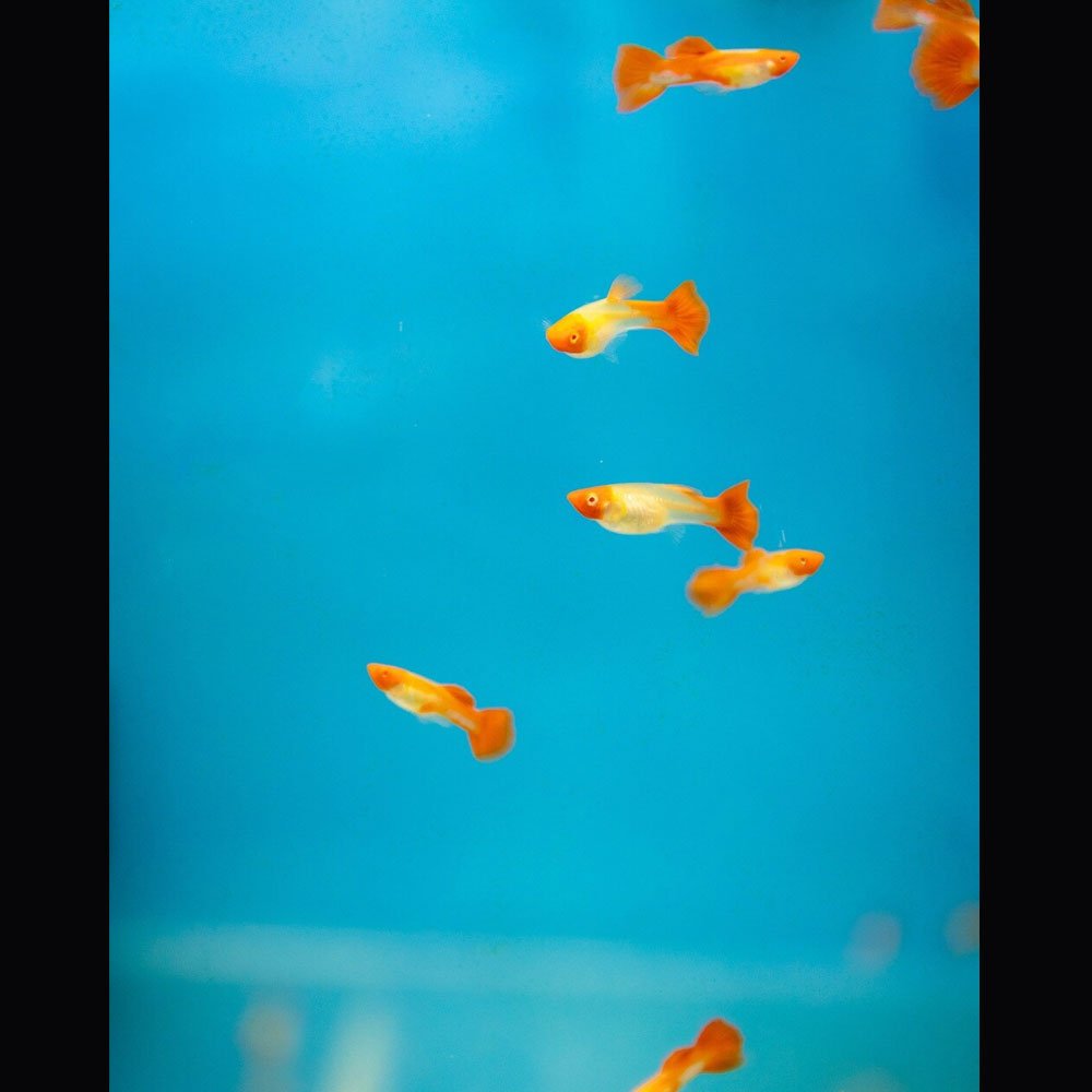 Fancy Guppy Pair Albino Red Koi | Livebearers | Largest Tropical Fish Selection at Your Local Fish Store