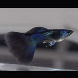 Fancy Guppy Pair Blue Moscow