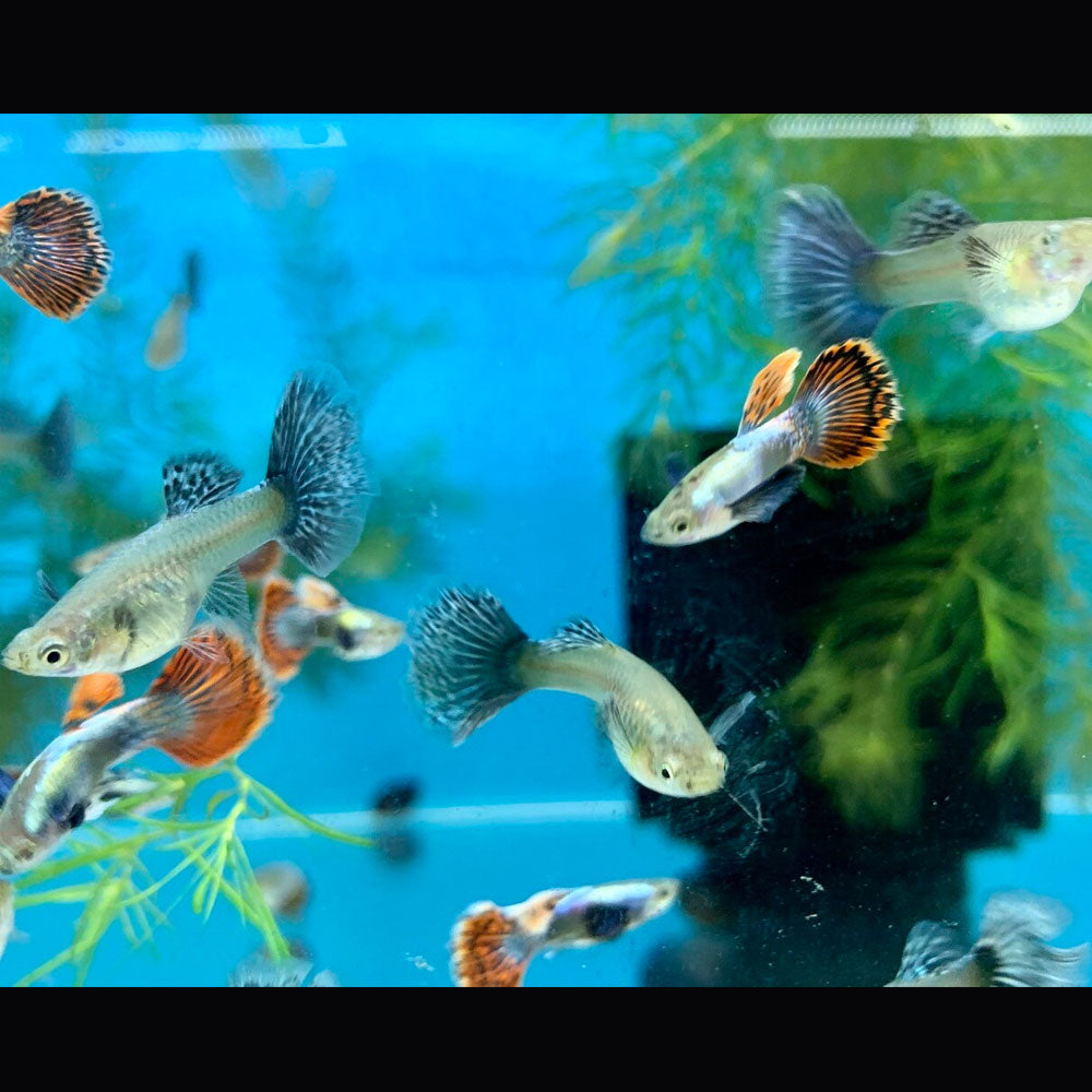 Fancy Guppy Pair Dumbo Ear Mosaic | Livebearers | Largest Tropical Fish Selection at Your Local Fish Store