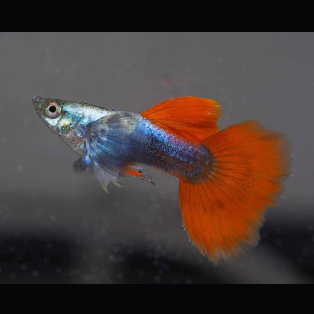 Fancy Guppy Pair Dumbo Red Tail | Livebearers | Largest Tropical Fish Selection at Your Local Fish Store