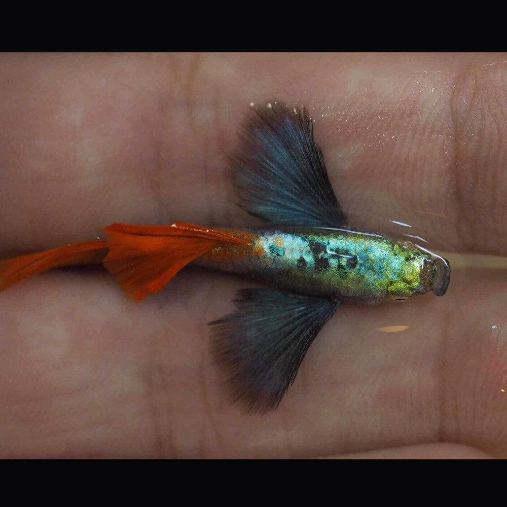 Fancy Guppy Pair Dumbo Red Tail | Livebearers | Largest Tropical Fish Selection at Your Local Fish Store