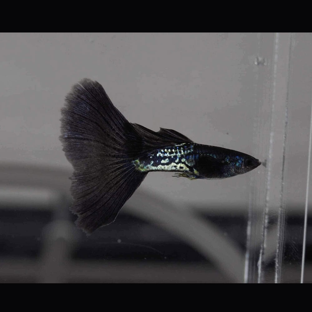 Fancy Guppy Pair Metal Black Lace | Livebearers | Largest Tropical Fish Selection at Your Local Fish Store