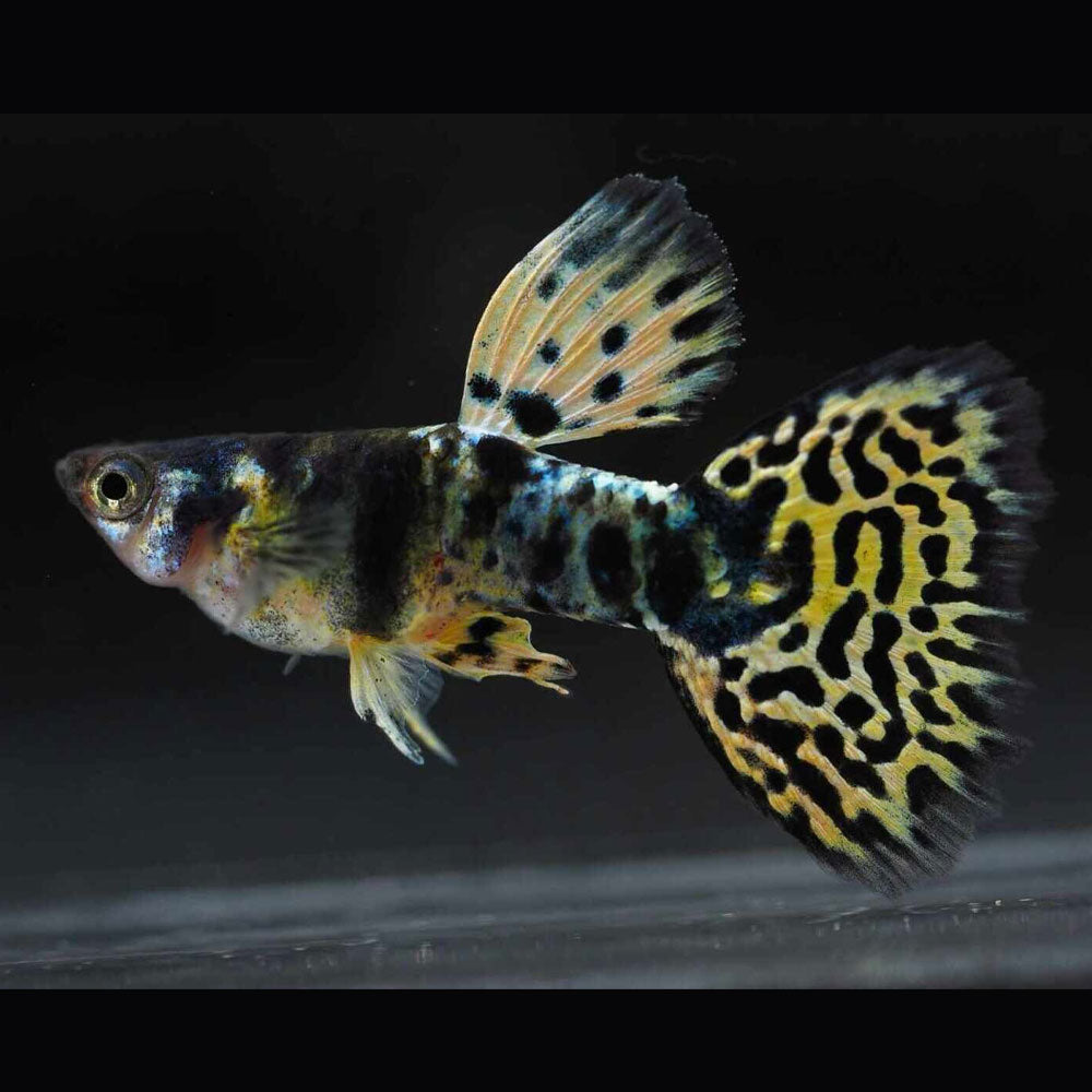 Fancy Guppy Pair Mini Tiger King Cobra | Livebearers | Largest Tropical Fish Selection at Your Local Fish Store