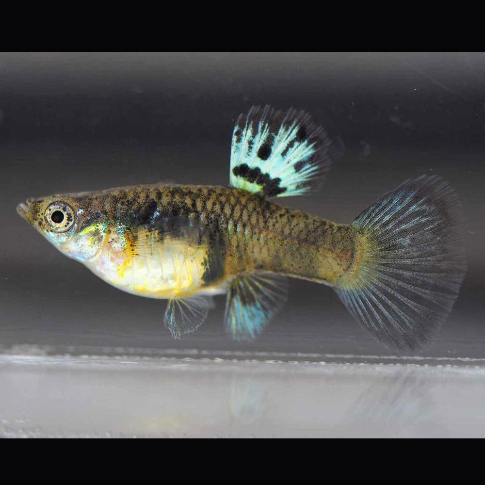 Fancy Guppy Pair Mini Tiger King Cobra | Livebearers | Largest Tropical Fish Selection at Your Local Fish Store