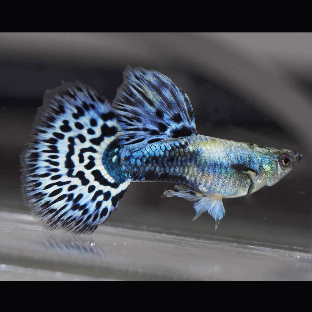 Fancy Guppy Pair Purple / Blue Mosaic | Livebearers | Largest Tropical Fish Selection at Your Local Fish Store