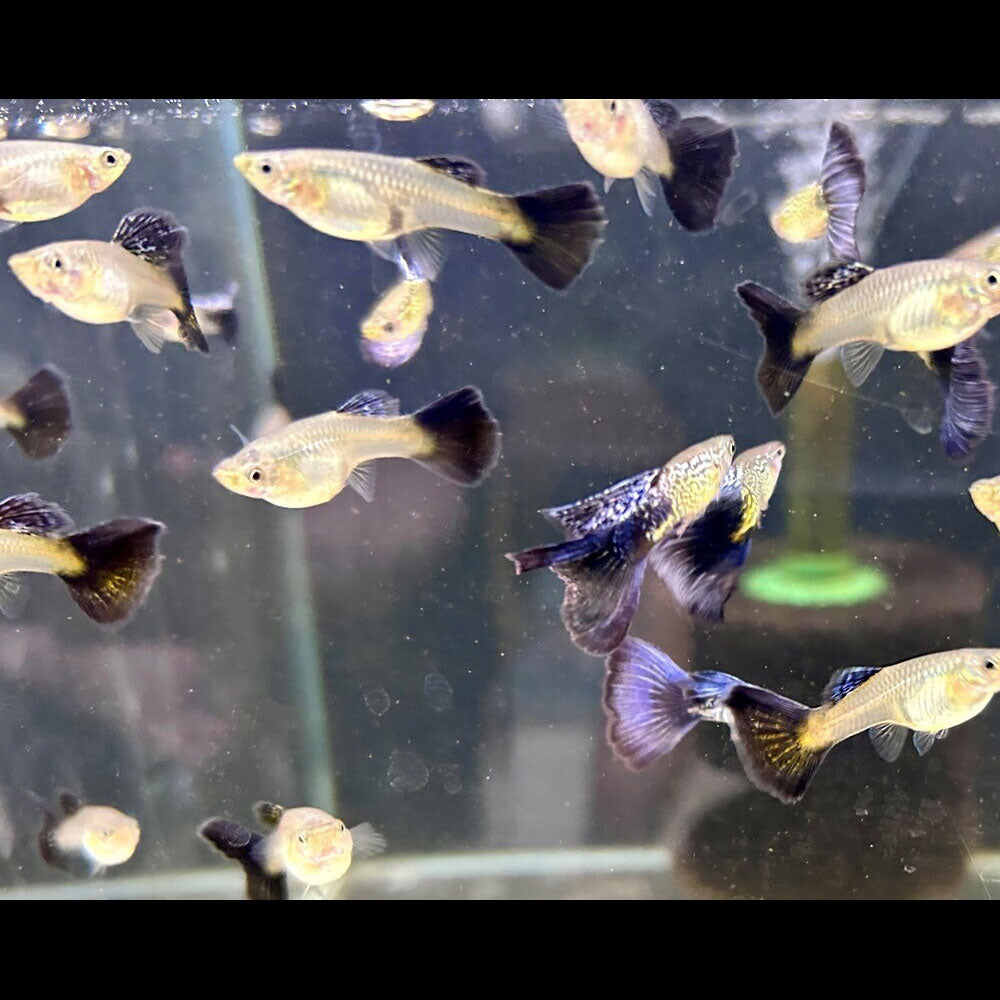 Fancy Guppy Pair Purple Cobra | Livebearers | Largest Tropical Fish Selection at Your Local Fish Store