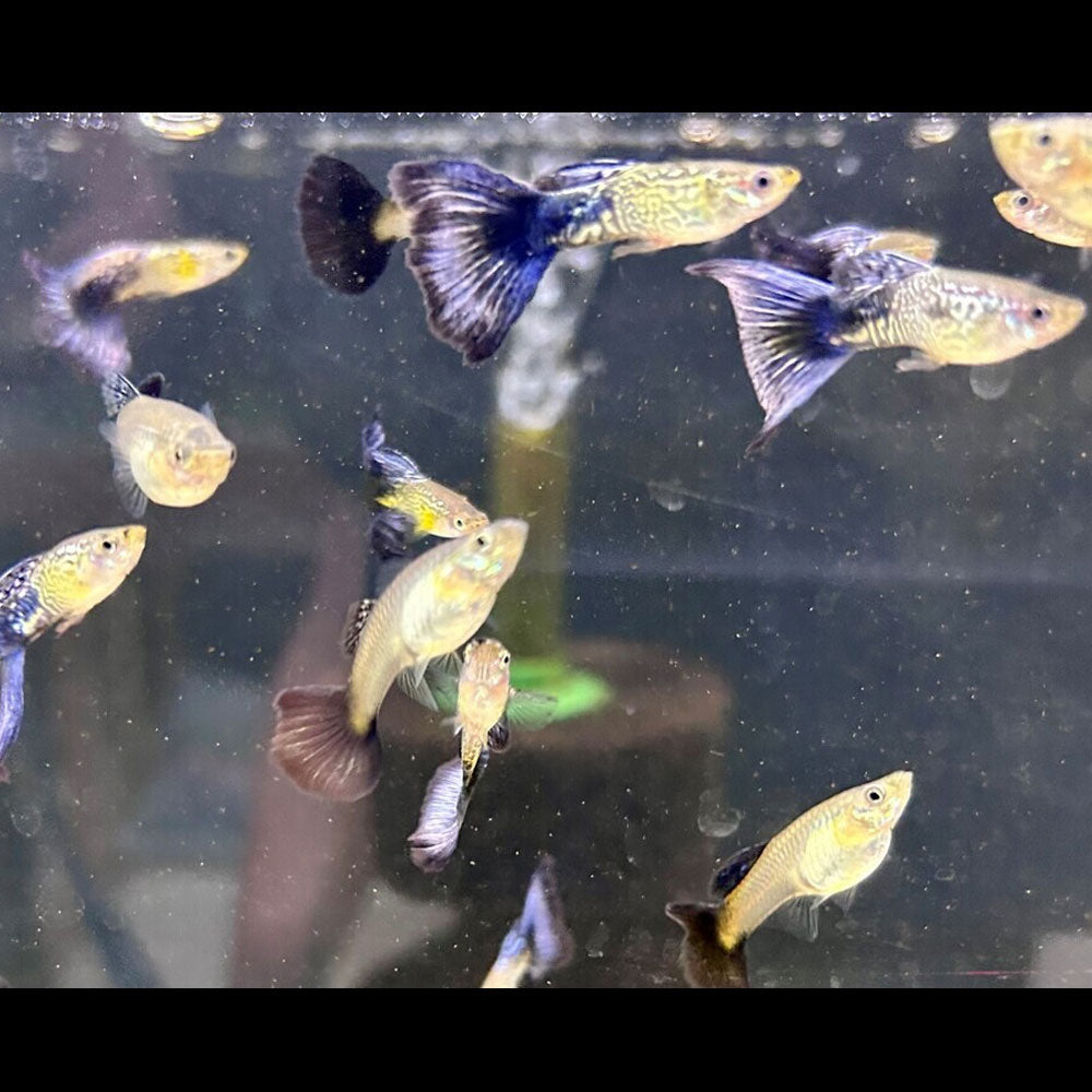 Fancy Guppy Pair Purple Cobra | Livebearers | Largest Tropical Fish Selection at Your Local Fish Store