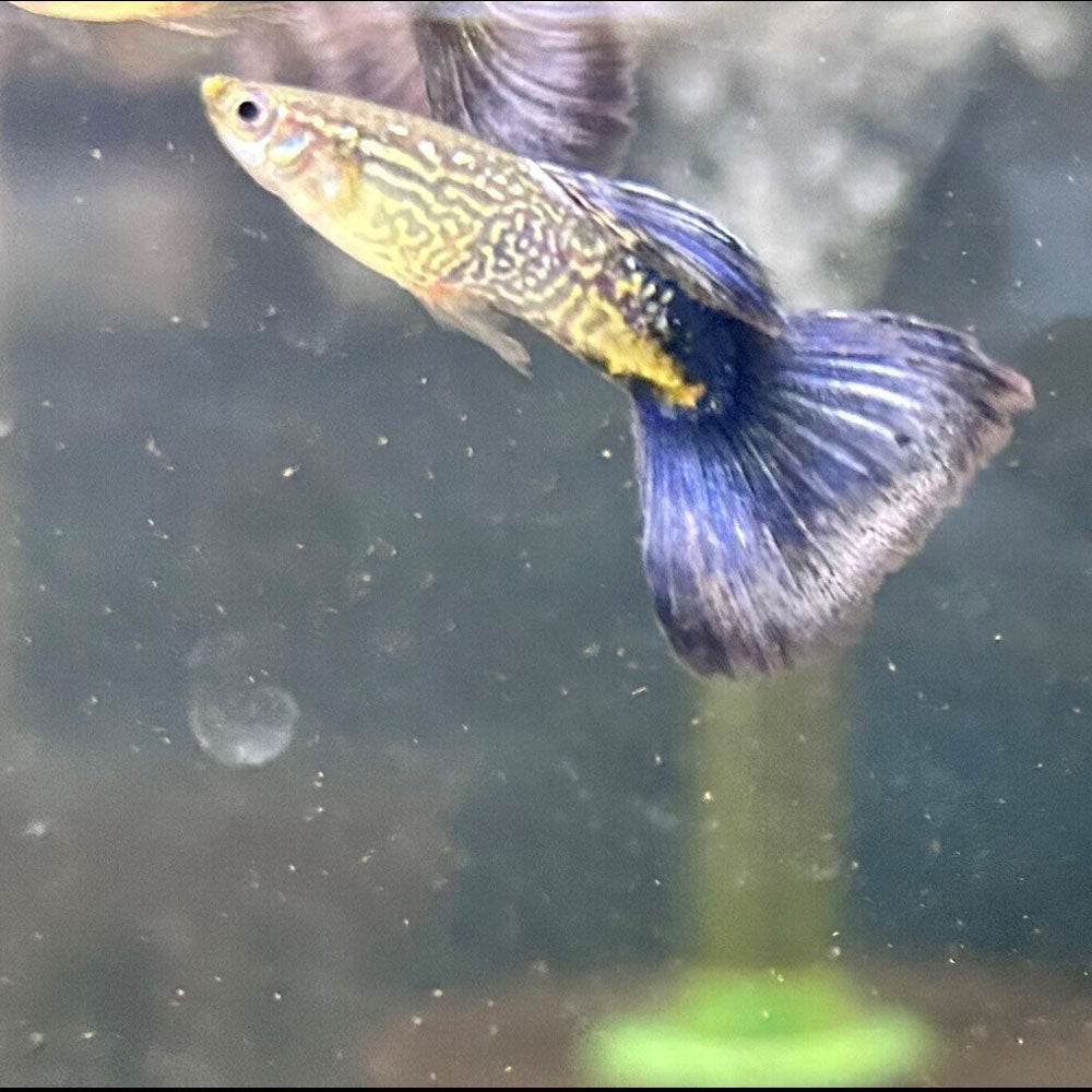 Fancy Guppy Pair Purple Cobra | Livebearers | Largest Tropical Fish Selection at Your Local Fish Store