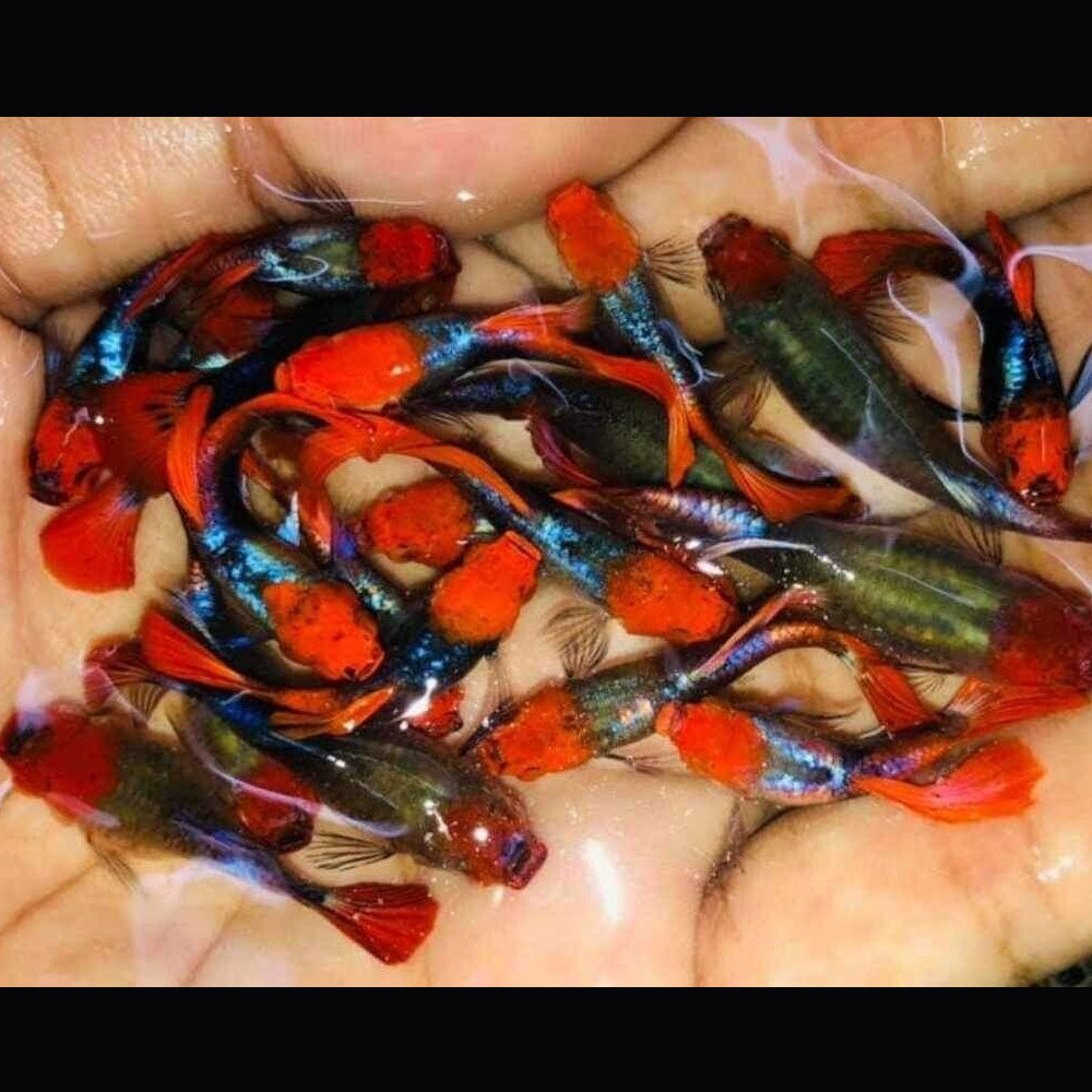 Fancy Guppy Pair Red Koi Tuxedo | Livebearers | Largest Tropical Fish Selection at Your Local Fish Store