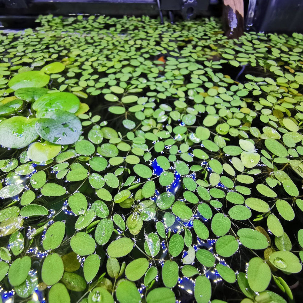 Floating Plants (per portion) | Potted Plants | Largest Tropical Fish Selection at Your Local Fish Store