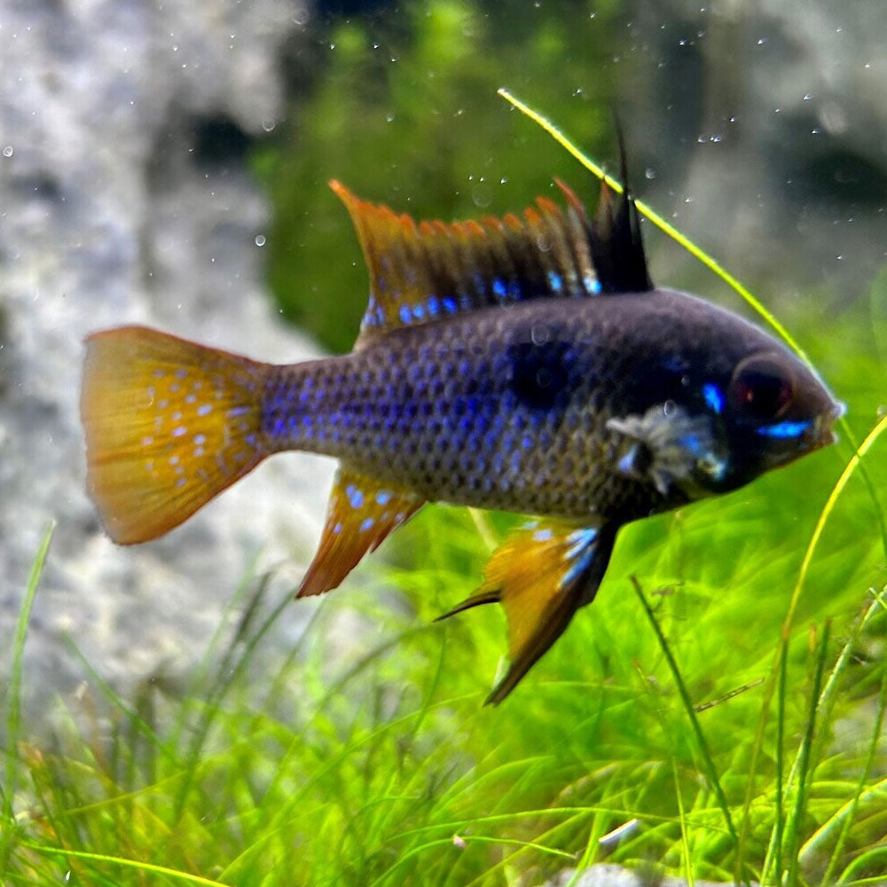 German Black Ram (Mikrogeophagus ramirezi) 2.5-3cm (Aquarium Glaser) | Cichlids Badis & Gouramis | Largest Tropical Fish Selection at Your Local Fish Store