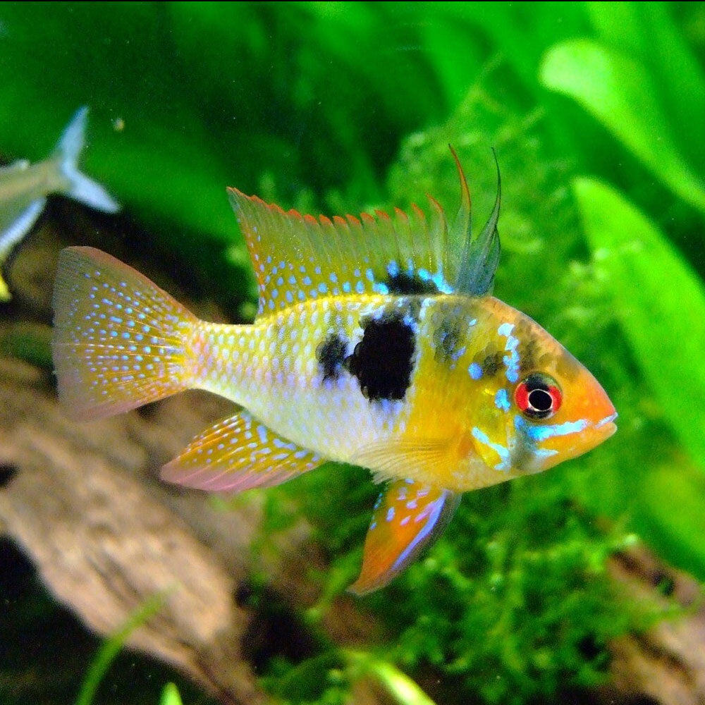 German Blue Ram (Mikrogeophagus ramirezi) 4-5cm | Cichlids Badis & Gouramis | Largest Tropical Fish Selection at Your Local Fish Store