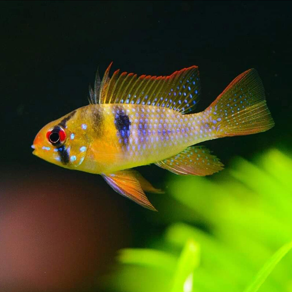 German Blue Ram (Mikrogeophagus ramirezi) 4-5cm | Cichlids Badis & Gouramis | Largest Tropical Fish Selection at Your Local Fish Store