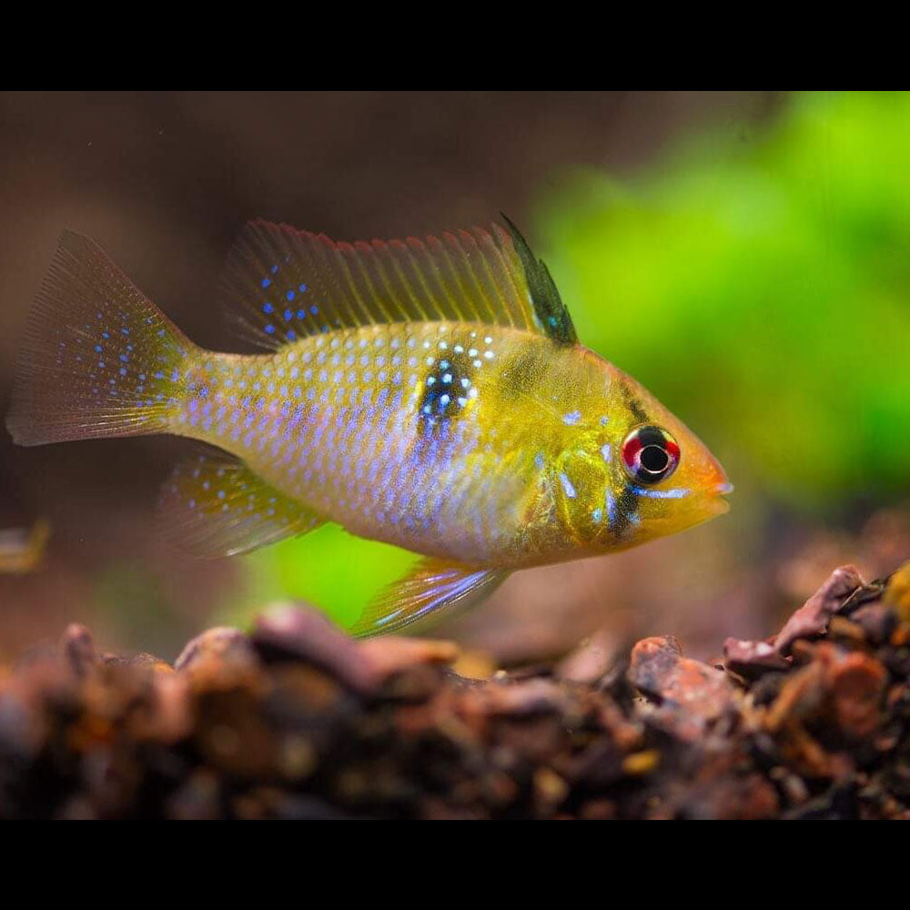 German Blue Ram (Mikrogeophagus ramirezi) 4-5cm | Cichlids Badis & Gouramis | Largest Tropical Fish Selection at Your Local Fish Store