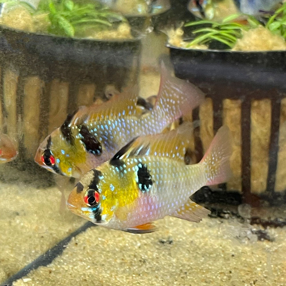 German Blue Ram (Mikrogeophagus ramirezi) 4-5cm | Cichlids Badis & Gouramis | Largest Tropical Fish Selection at Your Local Fish Store