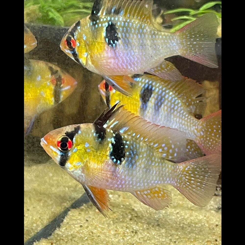 German Blue Ram (Mikrogeophagus ramirezi) 4-5cm | Cichlids Badis & Gouramis | Largest Tropical Fish Selection at Your Local Fish Store