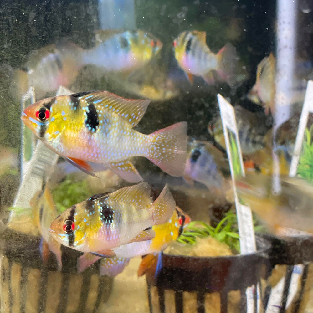 German Blue Ram (Mikrogeophagus ramirezi) 4-5cm | Cichlids Badis & Gouramis | Largest Tropical Fish Selection at Your Local Fish Store