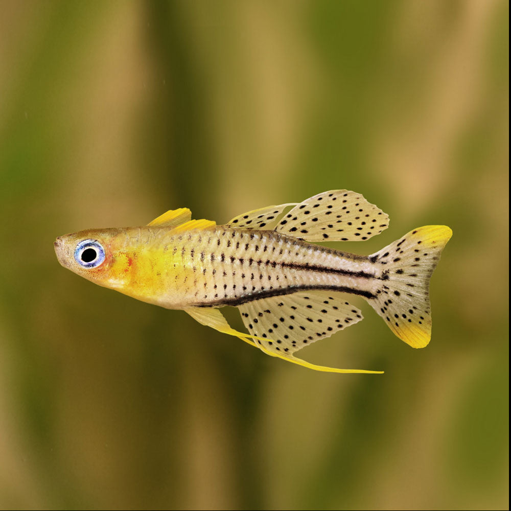Gertrude's Spotted Blue Eye Rainbow 2.2cm | Rainbowfish Killifish & Danios | Largest Tropical Fish Selection at Your Local Fish Store