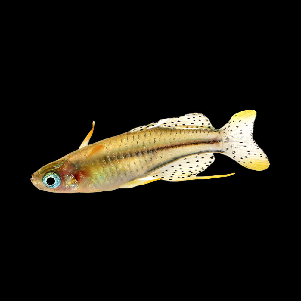 Gertrude's Spotted Blue Eye Rainbow 2.2cm | Rainbowfish Killifish & Danios | Largest Tropical Fish Selection at Your Local Fish Store