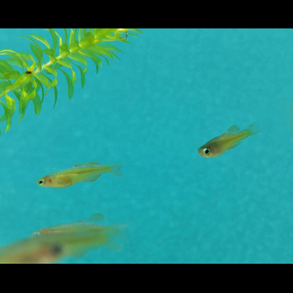 Gertrude's Spotted Blue Eye Rainbow 2.2cm | Rainbowfish Killifish & Danios | Largest Tropical Fish Selection at Your Local Fish Store