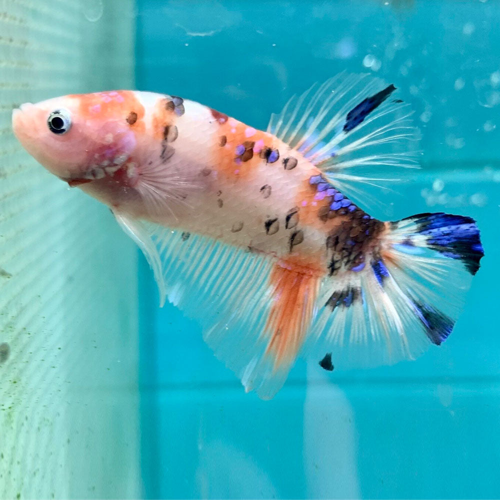 Giant HMPK Betta Male 7cm | Bettas | Largest Tropical Fish Selection at Your Local Fish Store