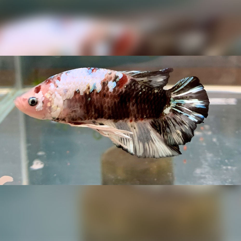 Giant HMPK Betta Male 7cm | Bettas | Largest Tropical Fish Selection at Your Local Fish Store