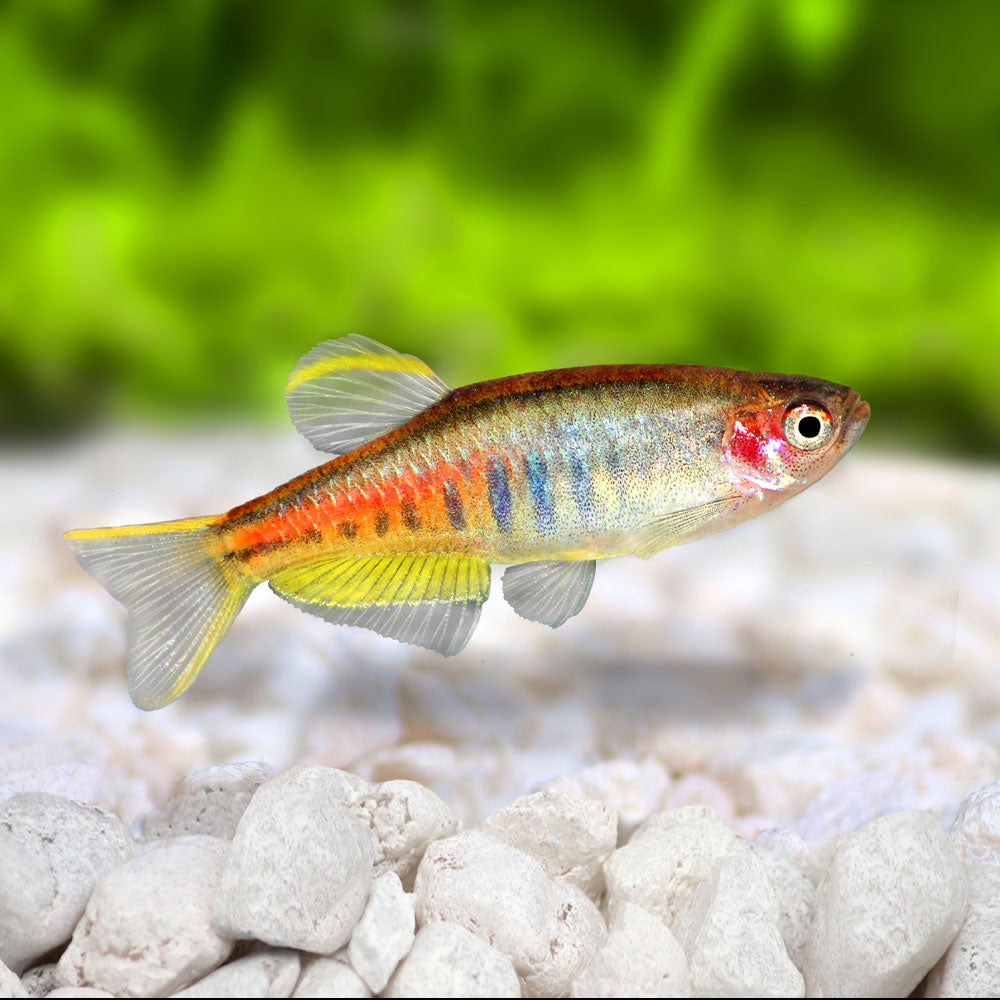 Glowlight Danio (Danio choprae) | Rainbowfish Killifish & Danios | Largest Tropical Fish Selection at Your Local Fish Store