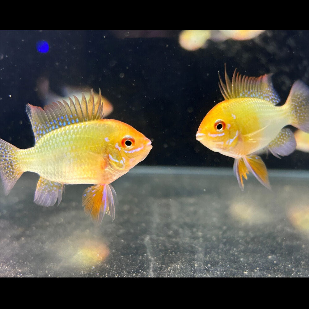 Gold Ram (Aquarium Glaser) | Cichlids Badis & Gouramis | Largest Tropical Fish Selection at Your Local Fish Store