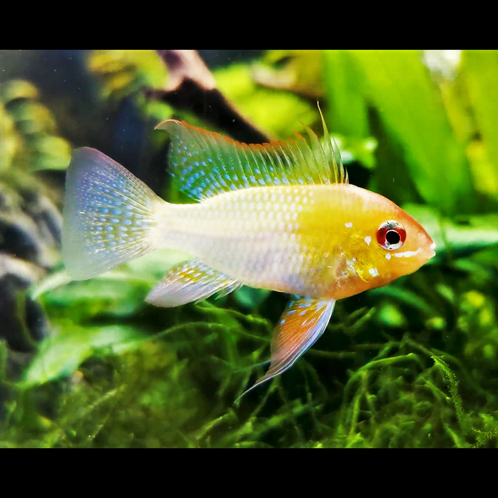 Gold Ram (Mikrogeophagus ramirezi) 4cm | Cichlids Badis & Gouramis | Largest Tropical Fish Selection at Your Local Fish Store
