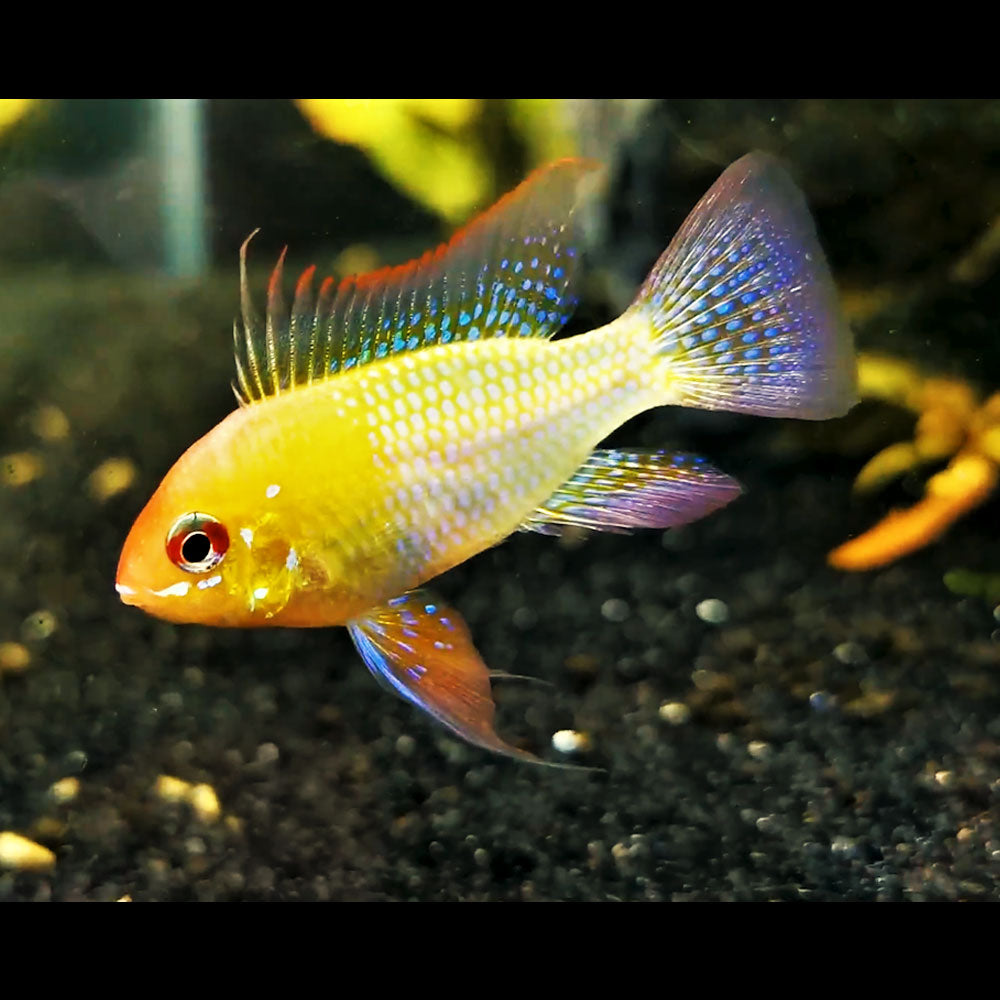 Gold Ram (Mikrogeophagus ramirezi) 4cm | Cichlids Badis & Gouramis | Largest Tropical Fish Selection at Your Local Fish Store
