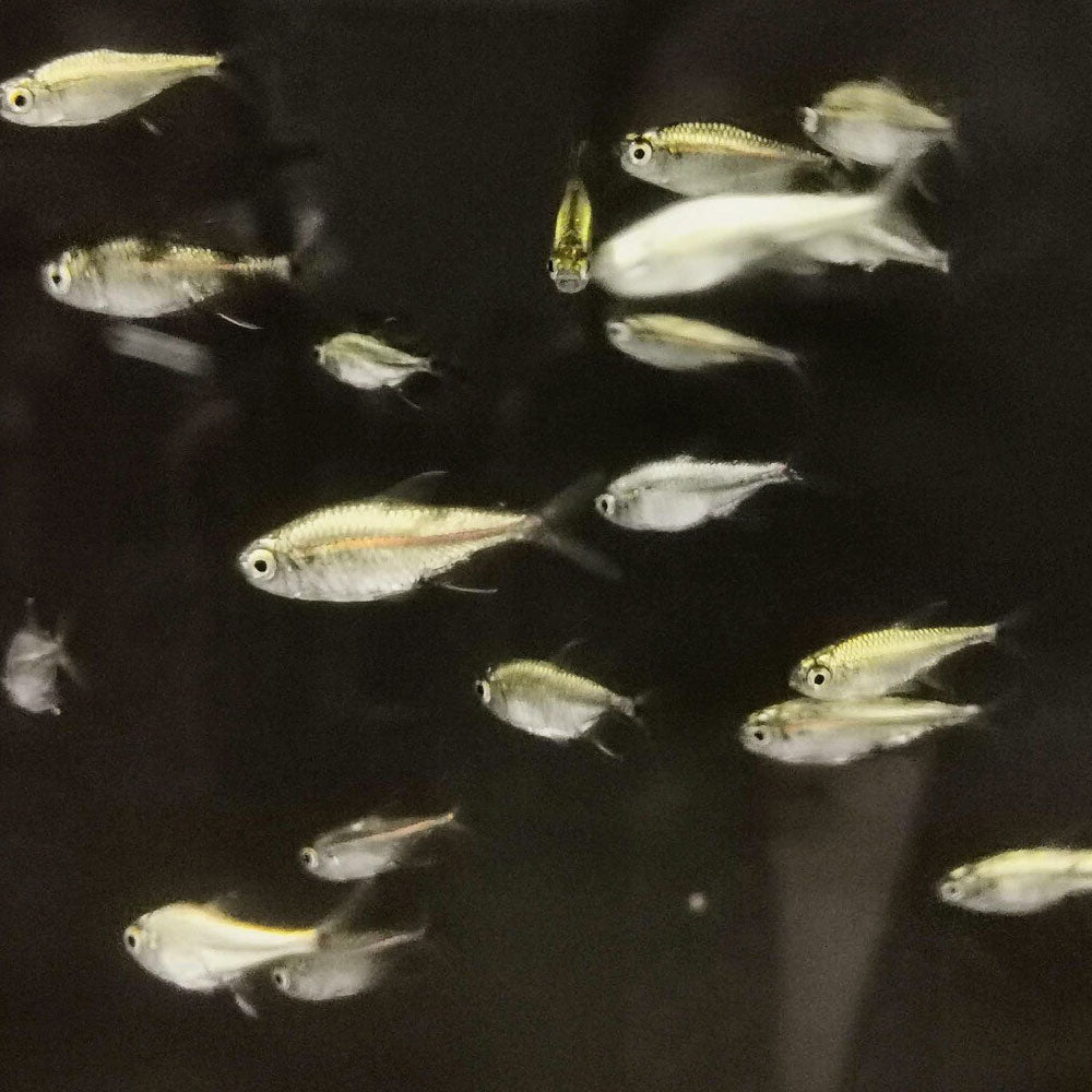 Gold Tetra (Hemmigrammus rodway) | Tetras Rasboras & Pencilfish | Largest Tropical Fish Selection at Your Local Fish Store